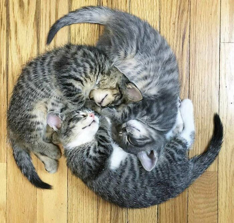 small cats