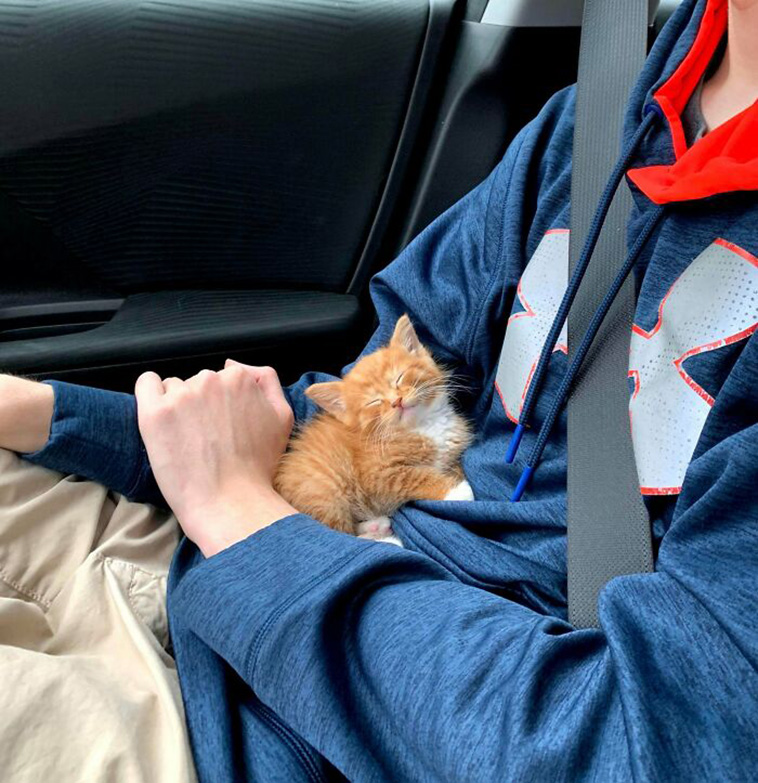 small cats