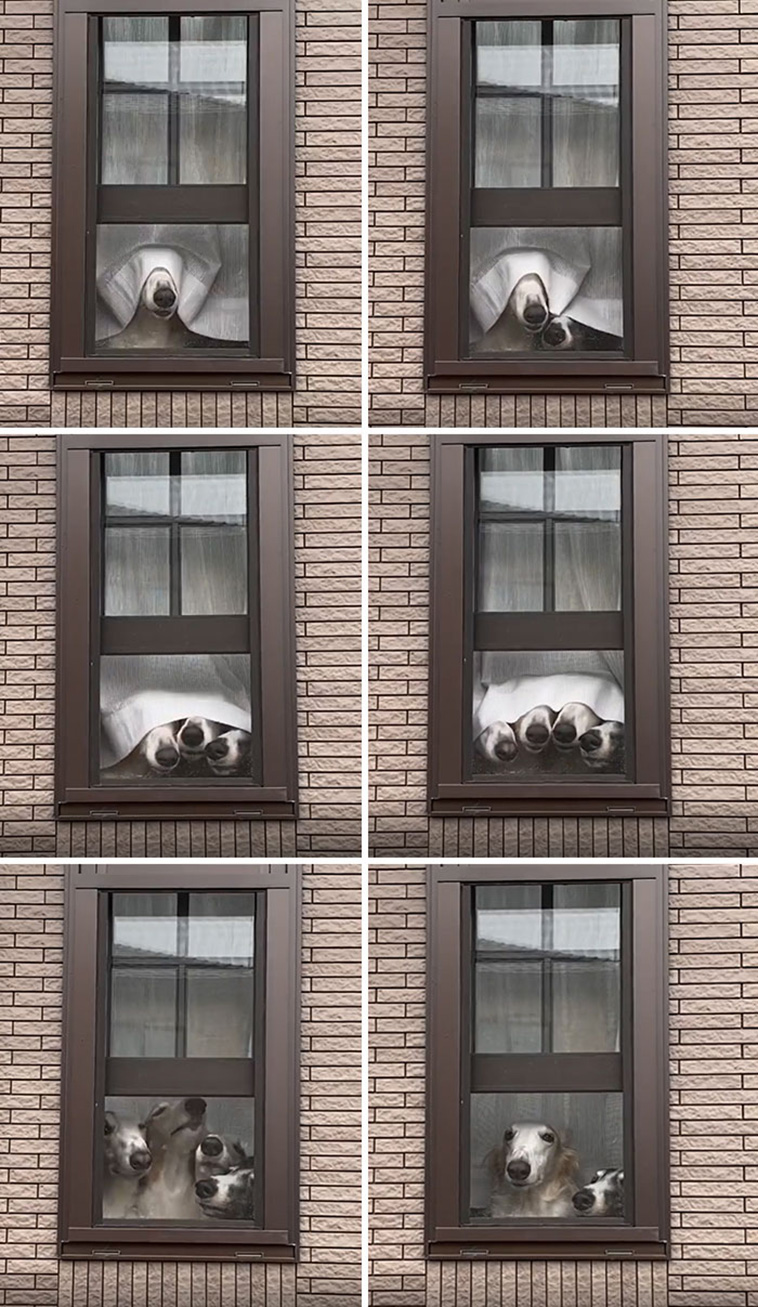 peeping dogs