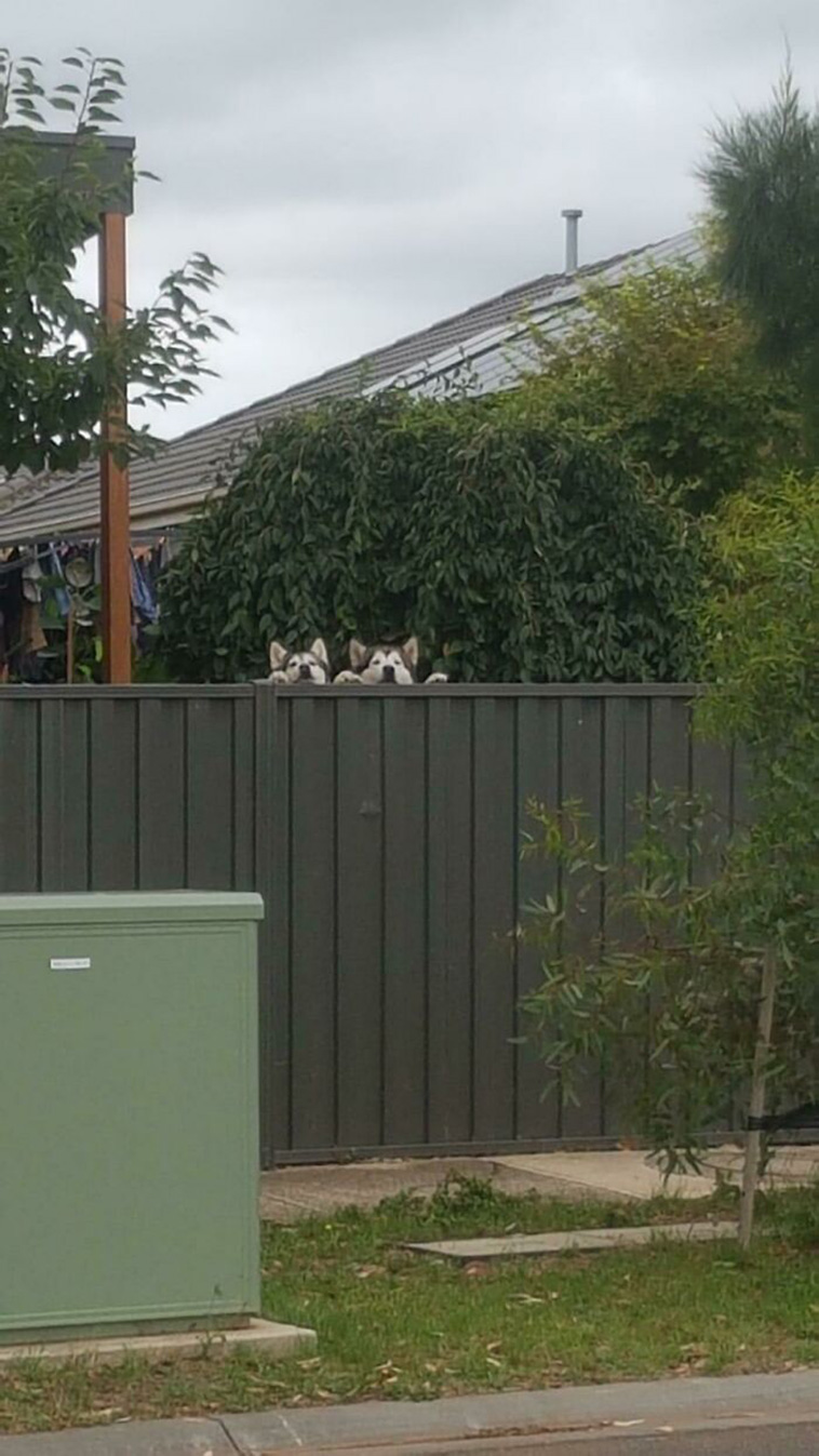 peeping dogs
