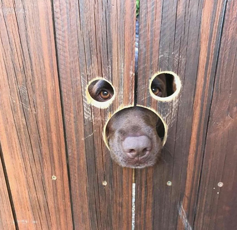 peeping dogs