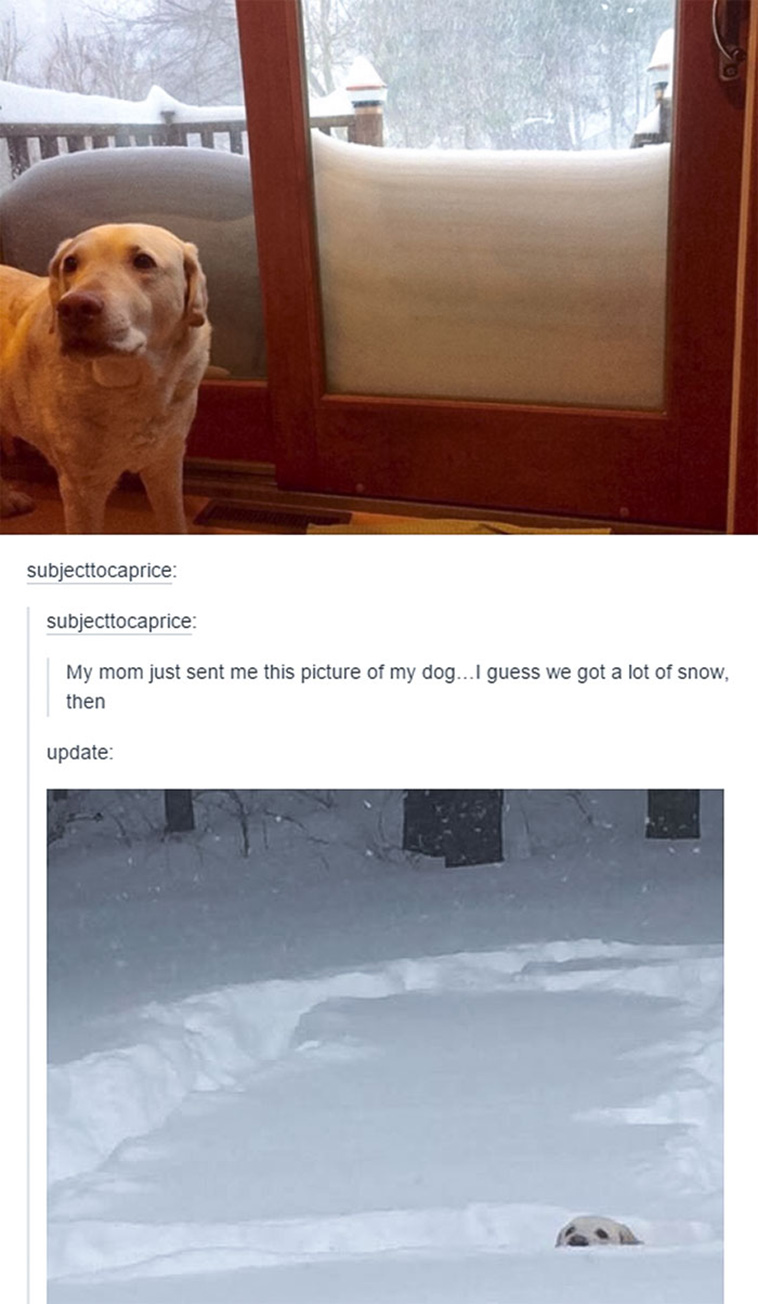 peeping dogs