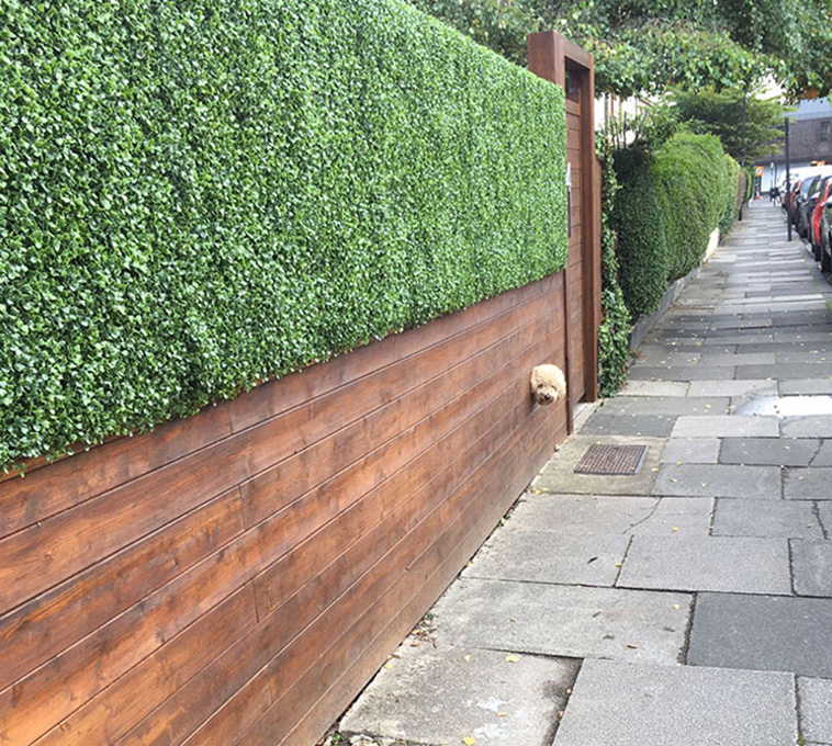 peeping dogs