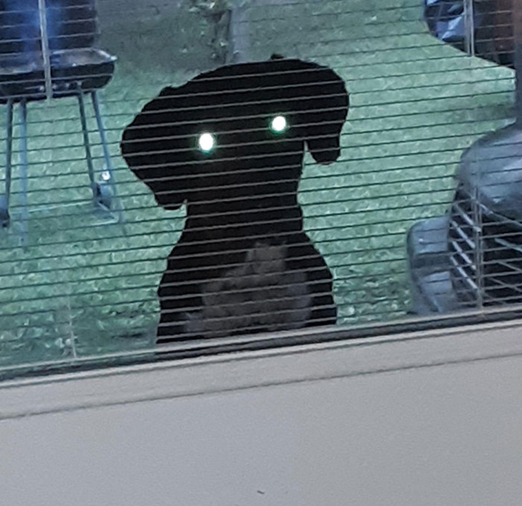peeping dogs