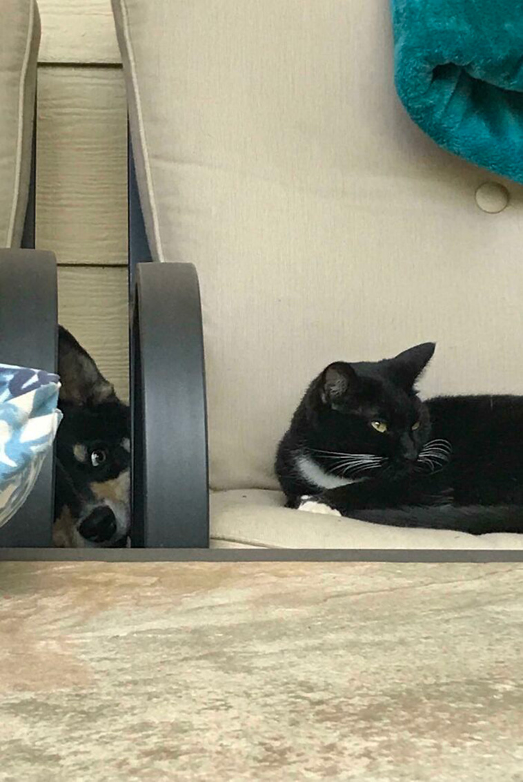 peeping dogs