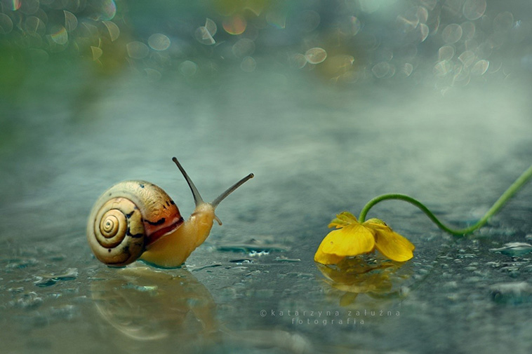 portraits of snails