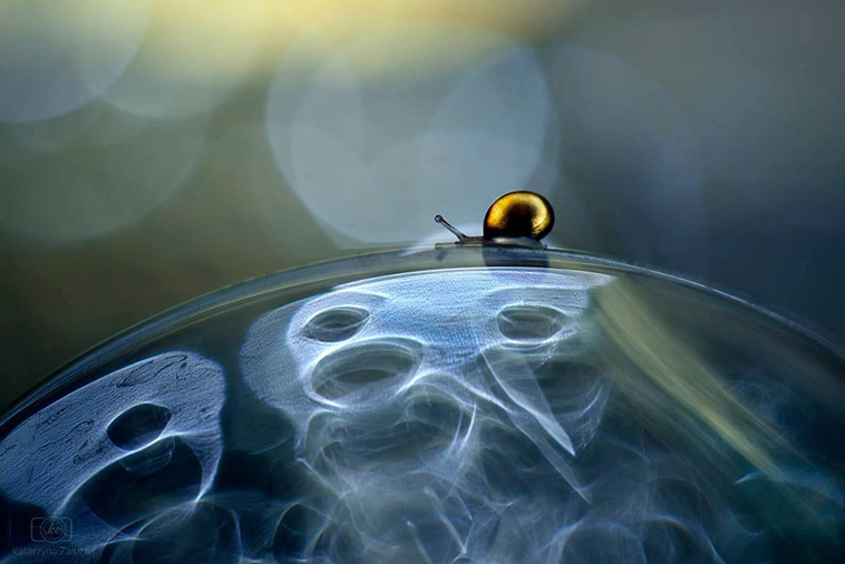 portraits of snails