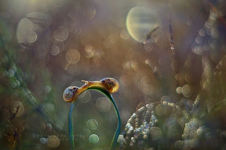 portraits of snails