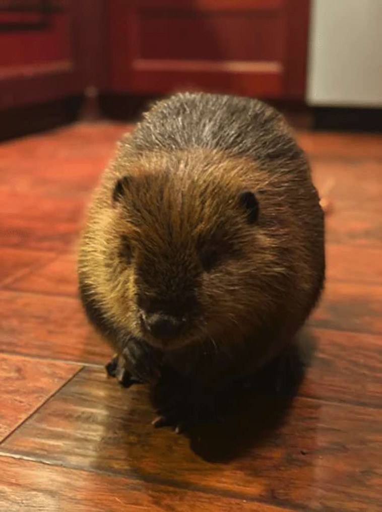 rescued beaver