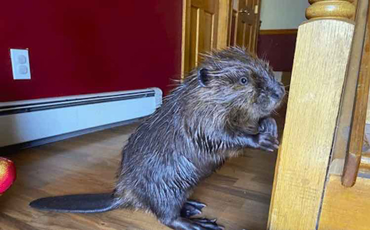 rescued beaver