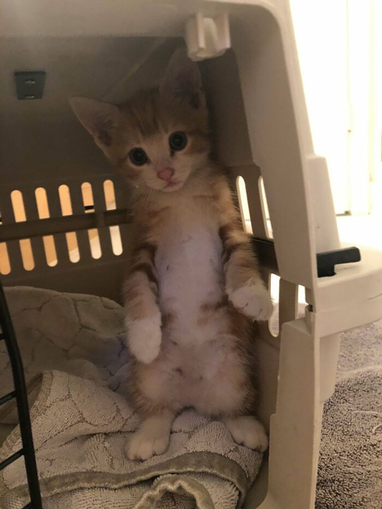 rescued pets