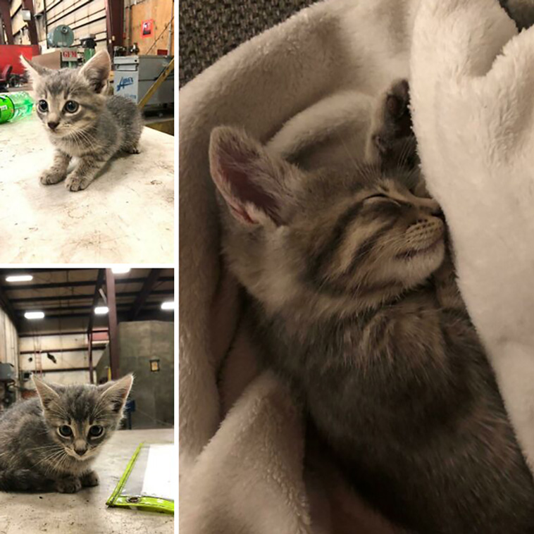 rescued pets