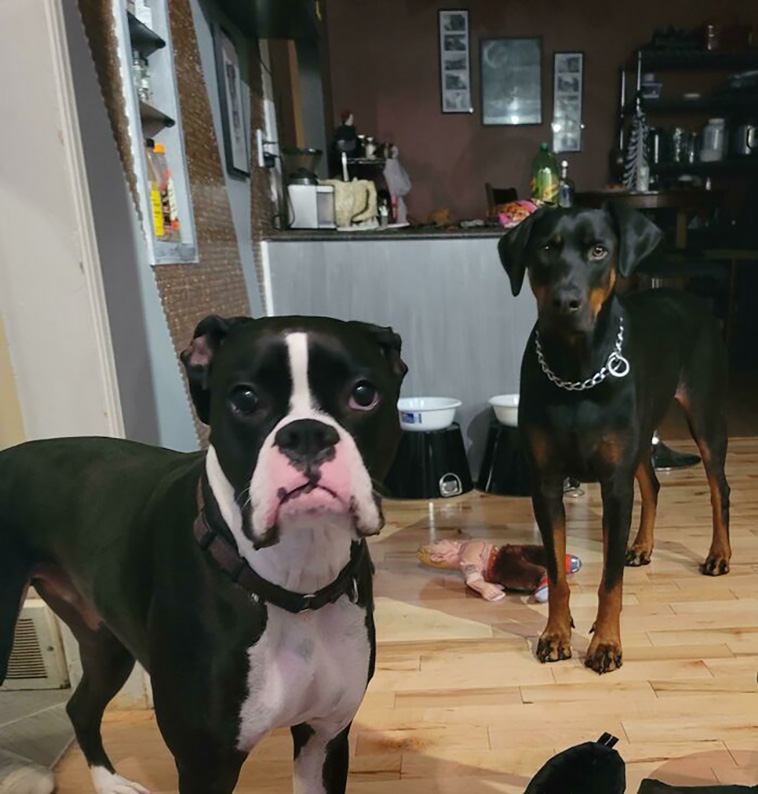 rescued pets