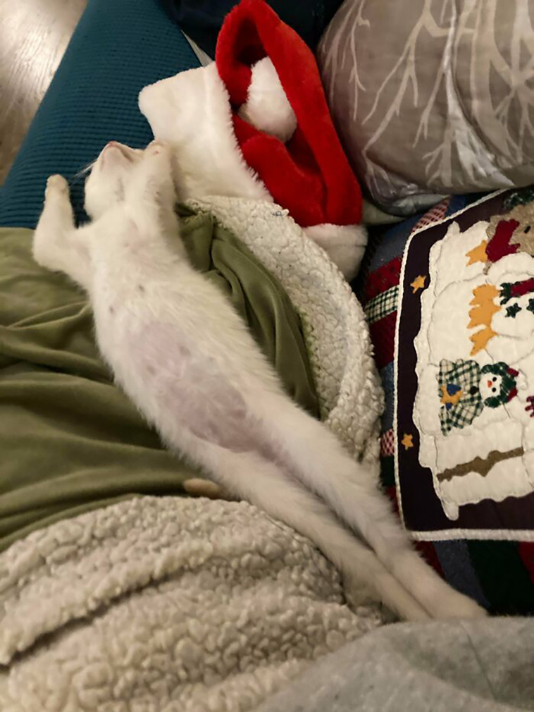 rescued pets