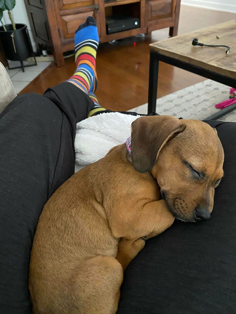 rescued pets