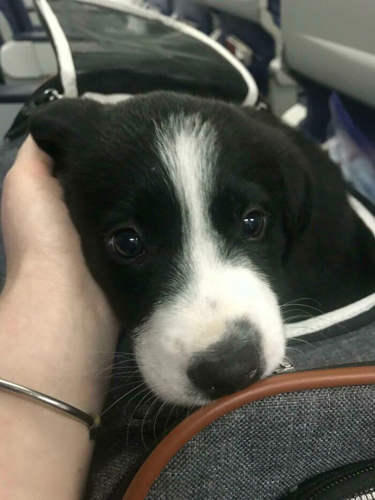 travelling pets
