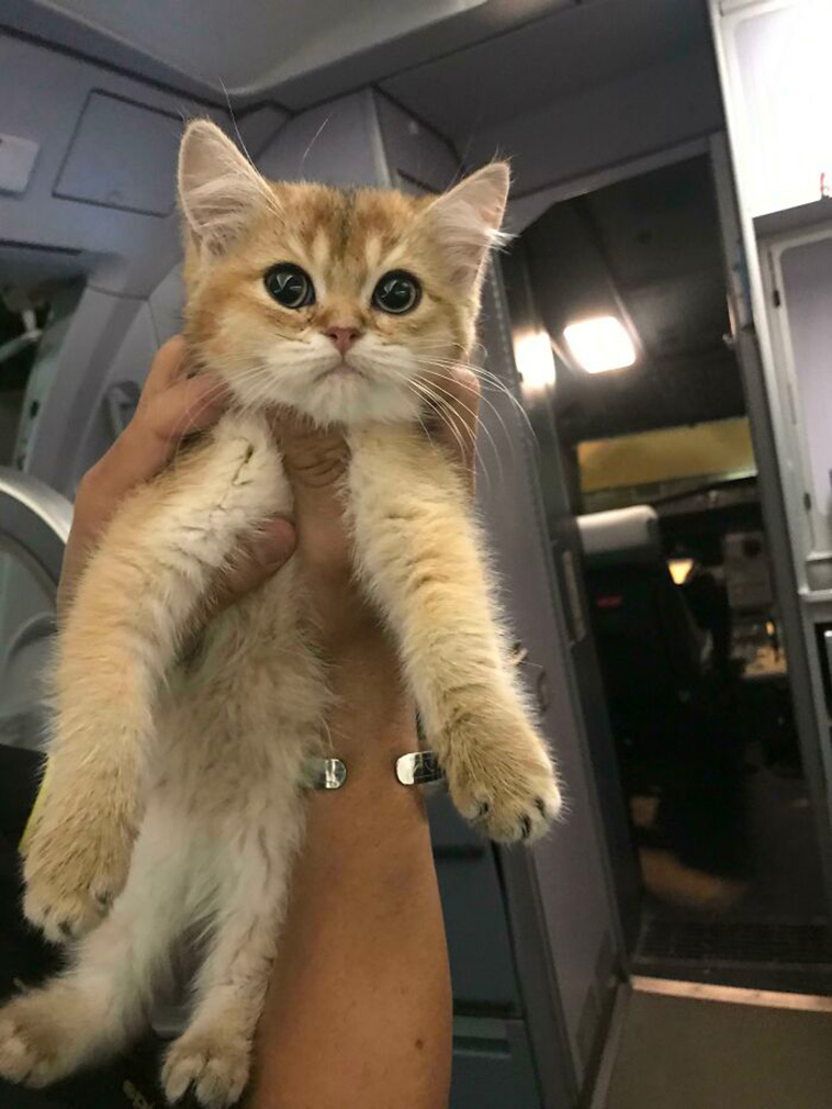 travelling pets