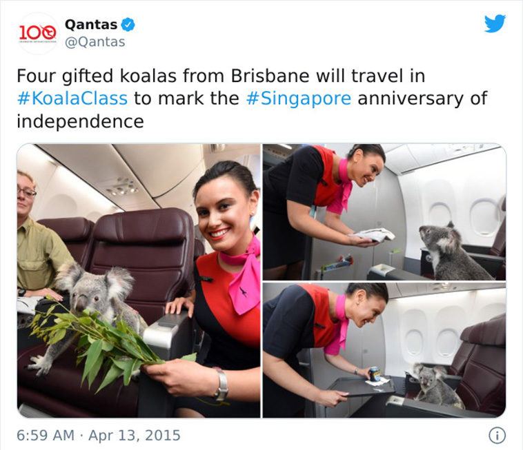 travelling pets