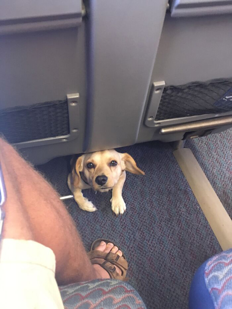travelling pets
