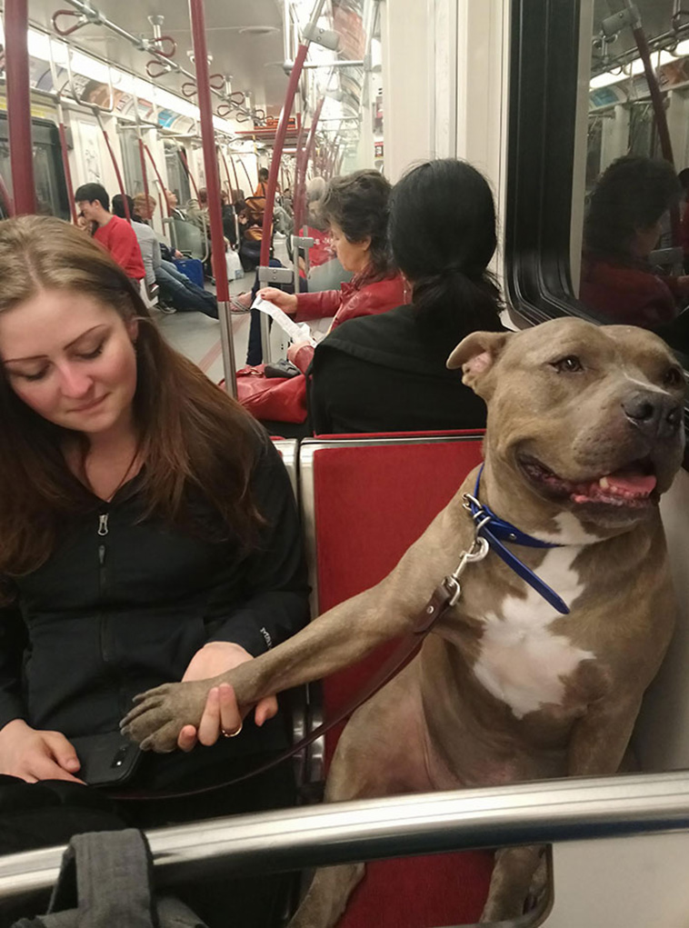 travelling pets
