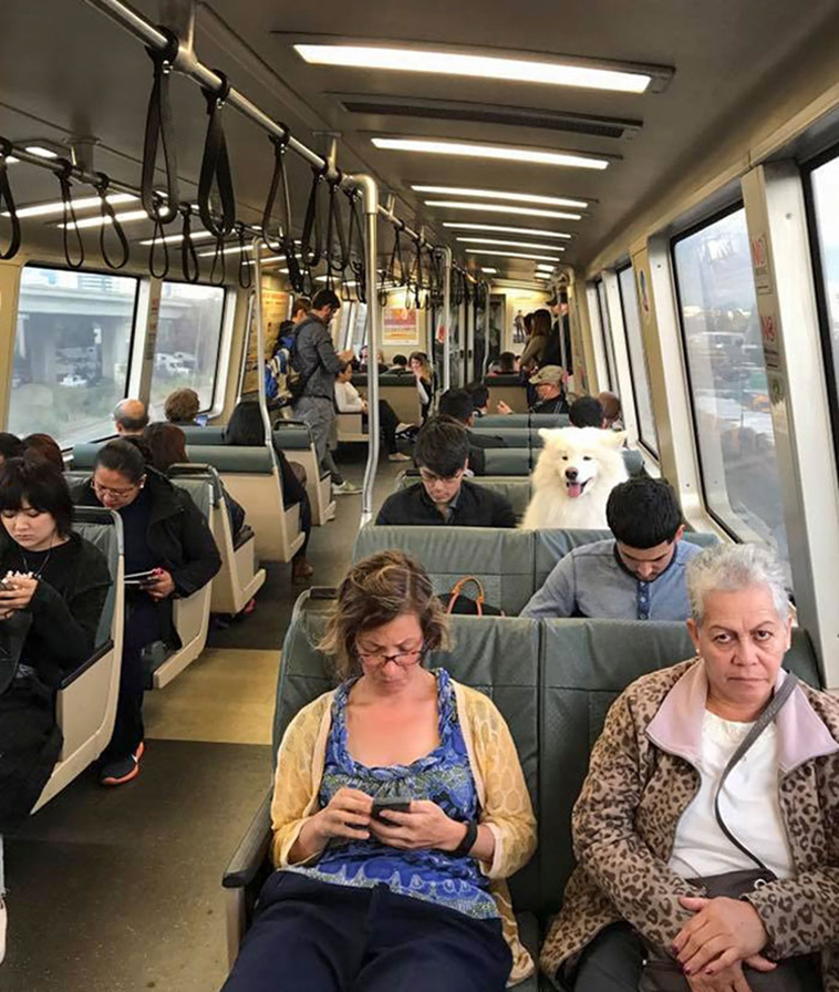 travelling pets