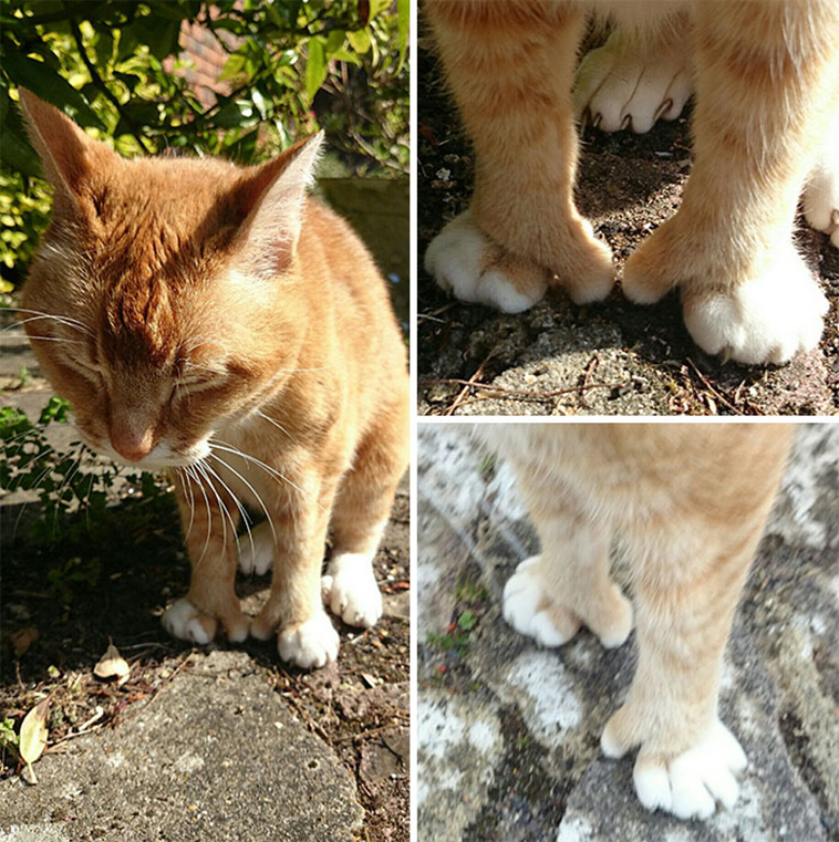 unique pets
