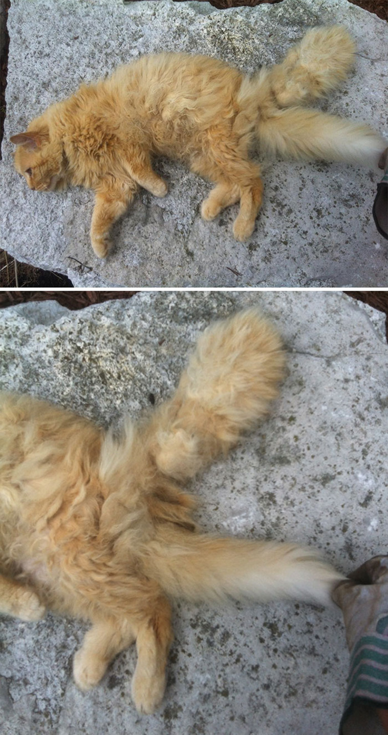 unique pets