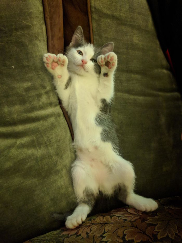 unique pets