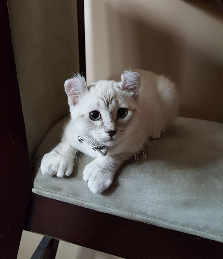 unique pets