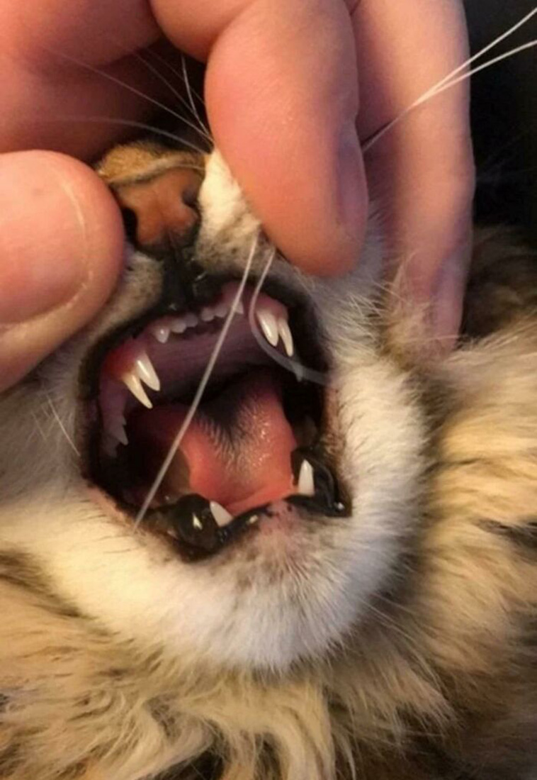 unique pets