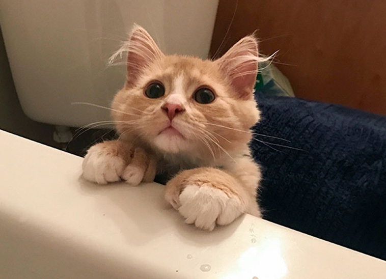 unique pets