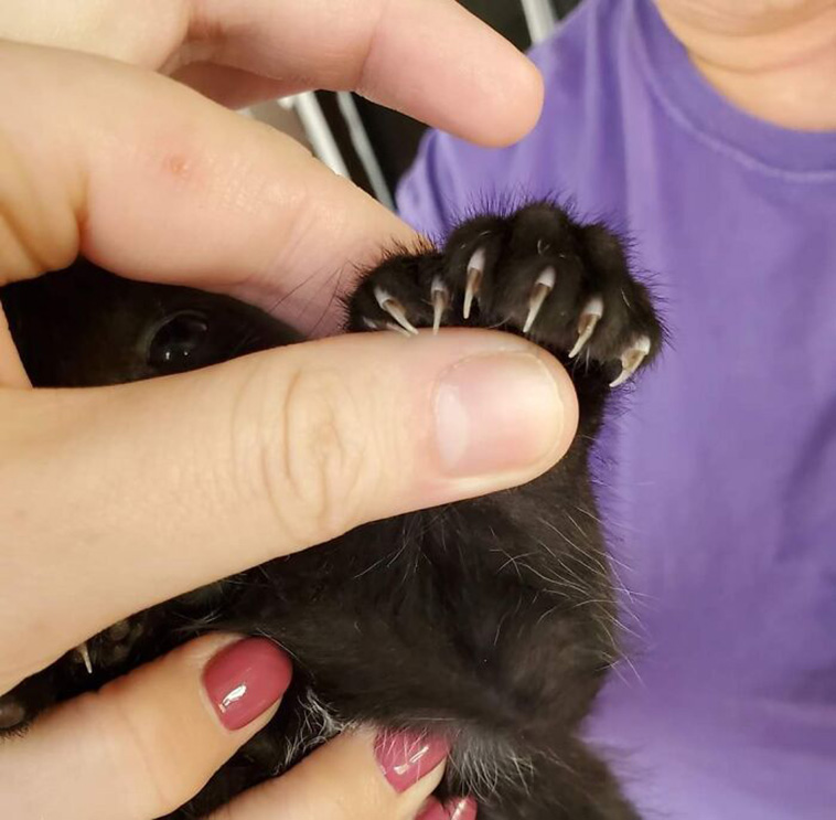 unique pets