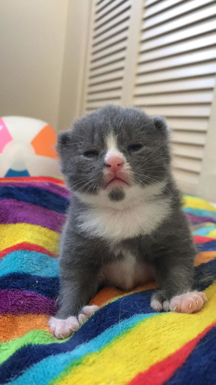 unique pets
