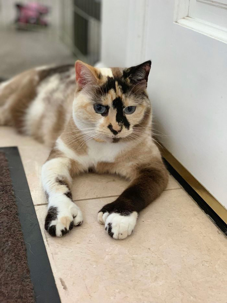 unique cats