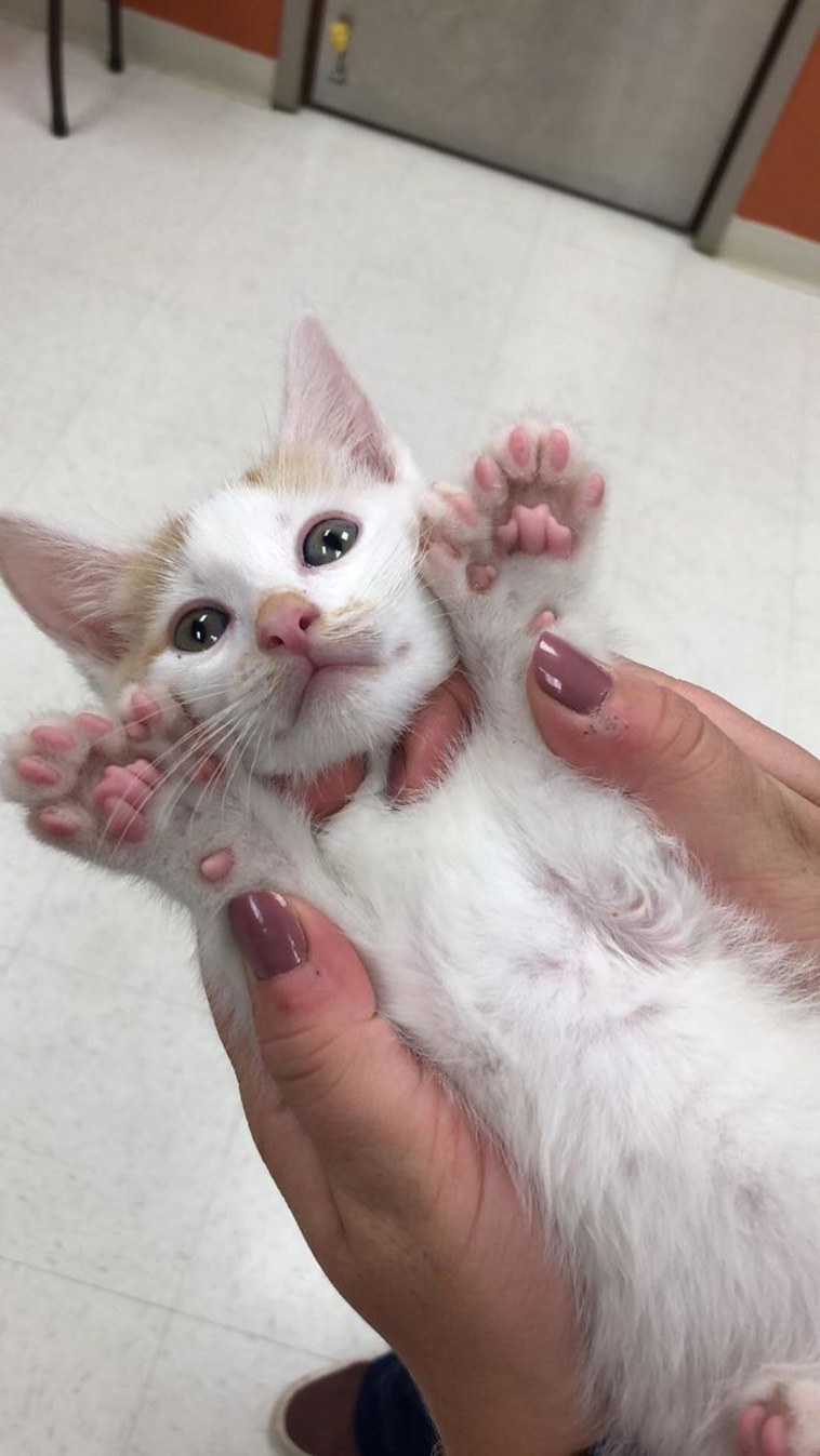 unique cats