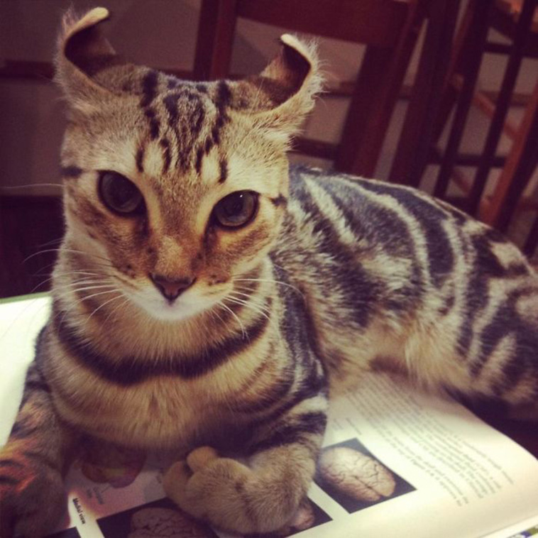 unique cats