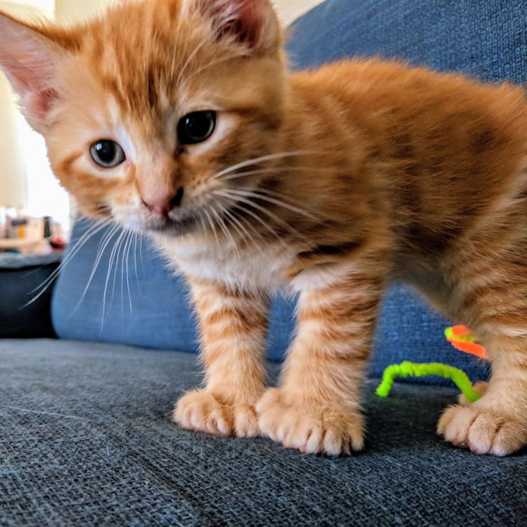 unique cats