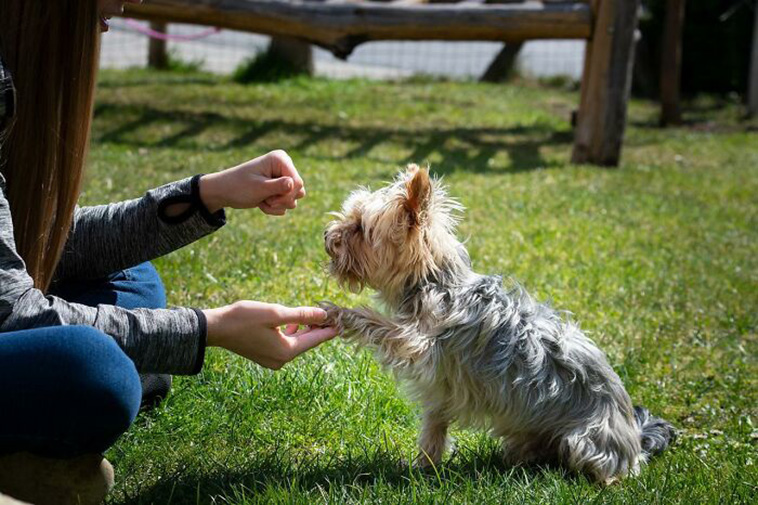 vets pets