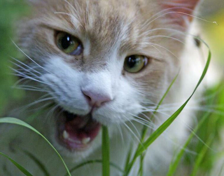 vets pets
