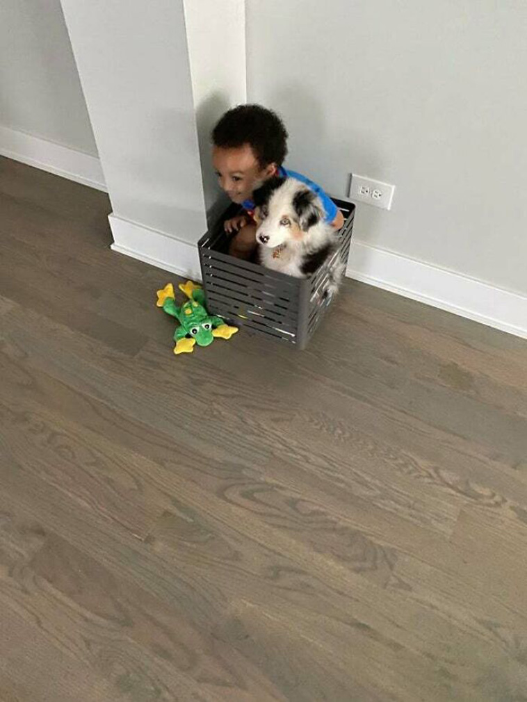 dogs with kids