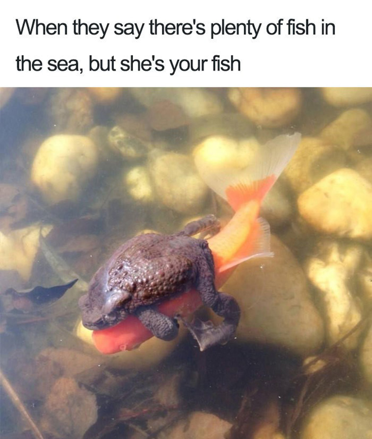 relationship memes