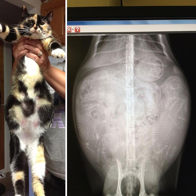 x-rayed things