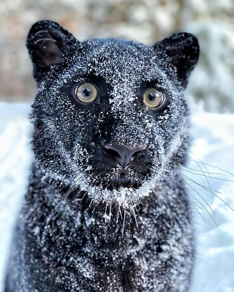 abandoned panther