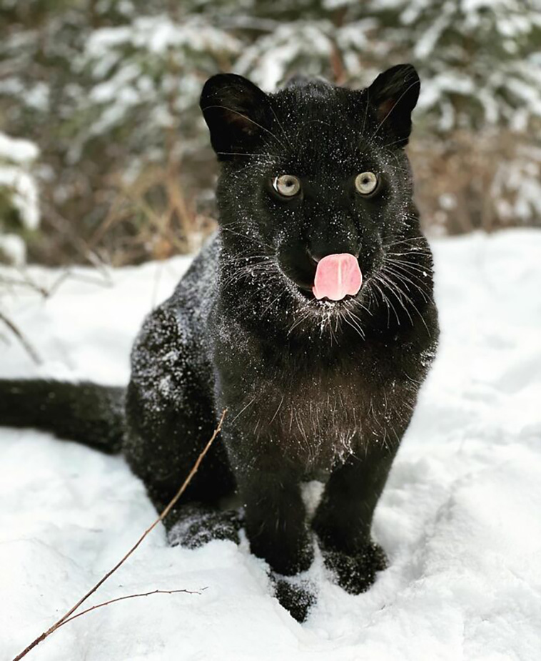 abandoned panther