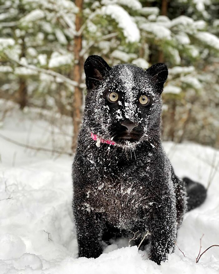 abandoned panther