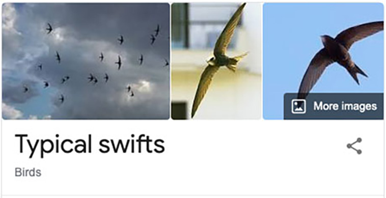 bird-haters