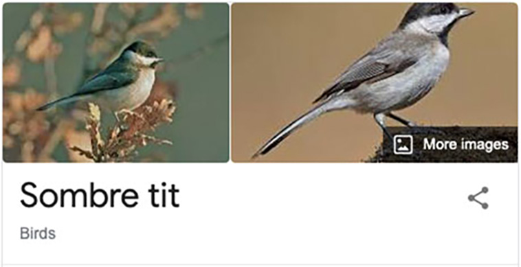 bird-haters