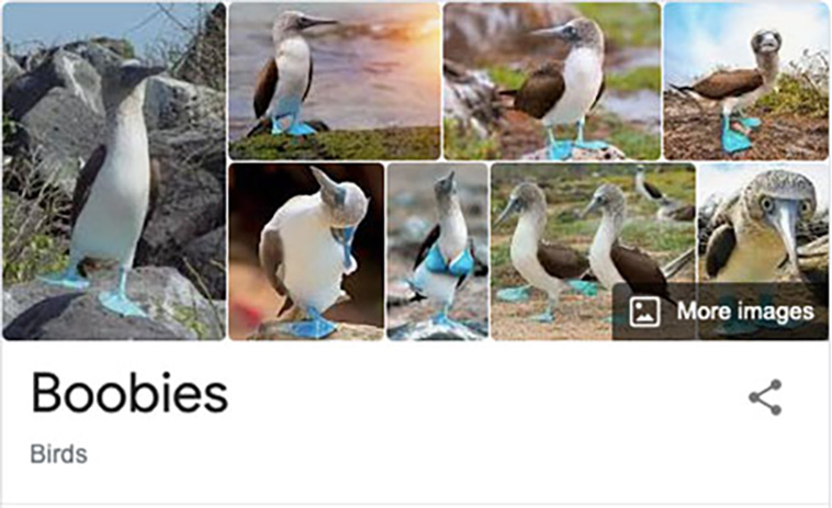 bird-haters