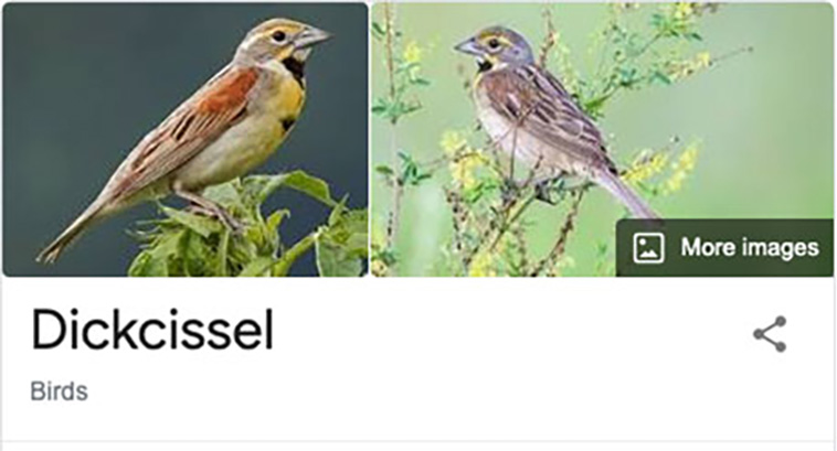 bird-haters