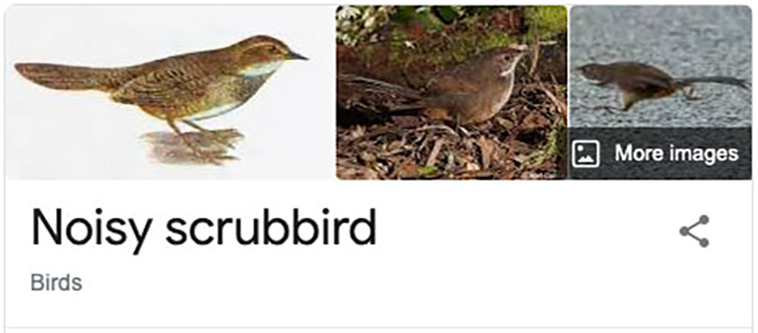 bird-haters